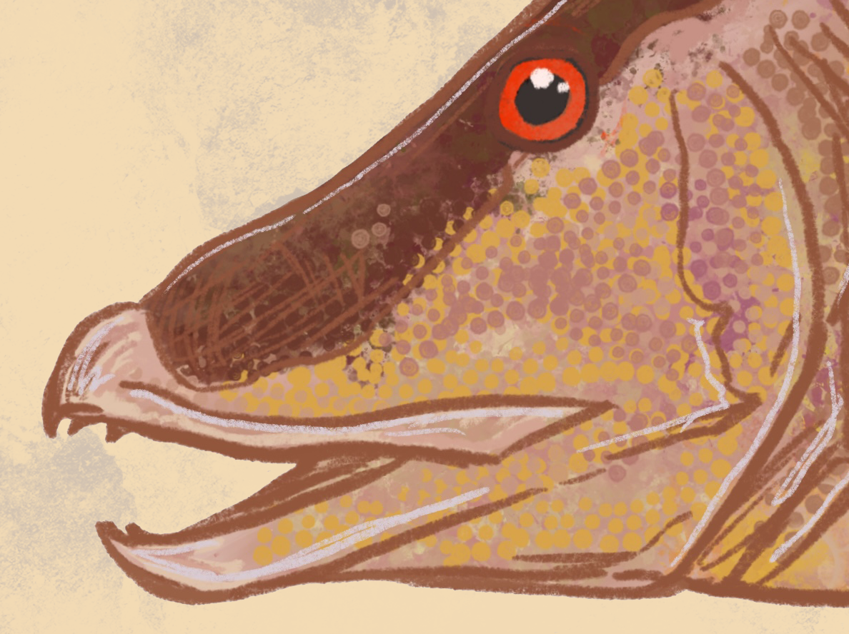 Naturalist Hogfish Snapper Fine Art Print 12" x 18"
