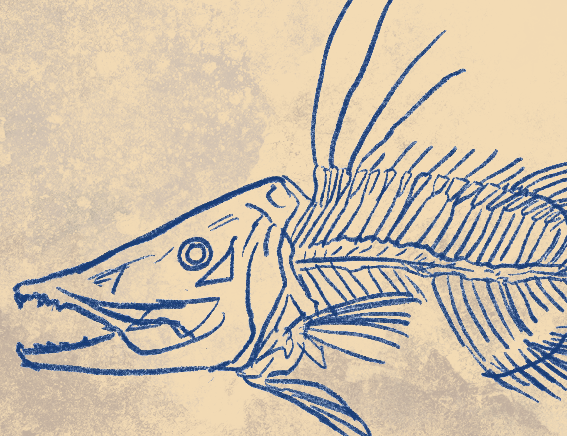 Naturalist Hogfish Snapper Fine Art Print 12" x 18"