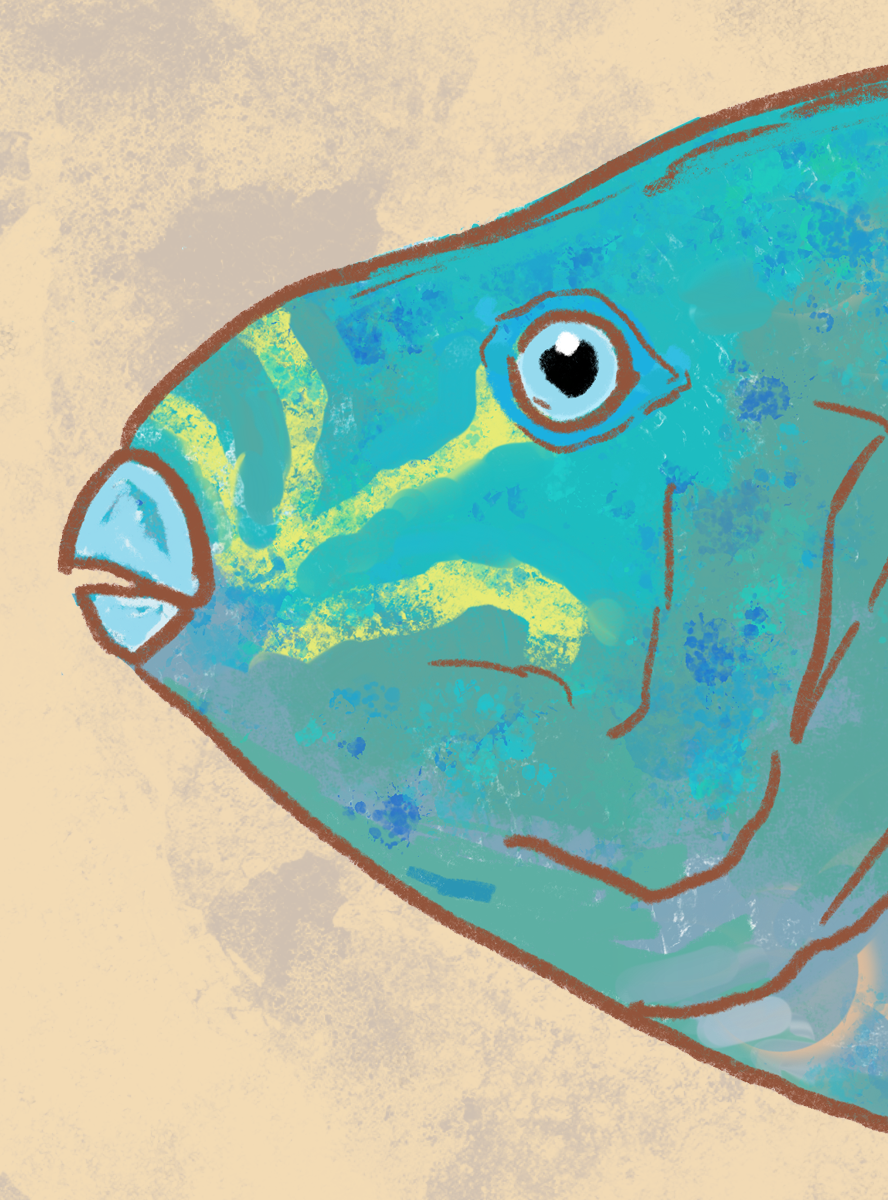 Naturalist Queen Parrot fish Fine Art Print 12" x 18"