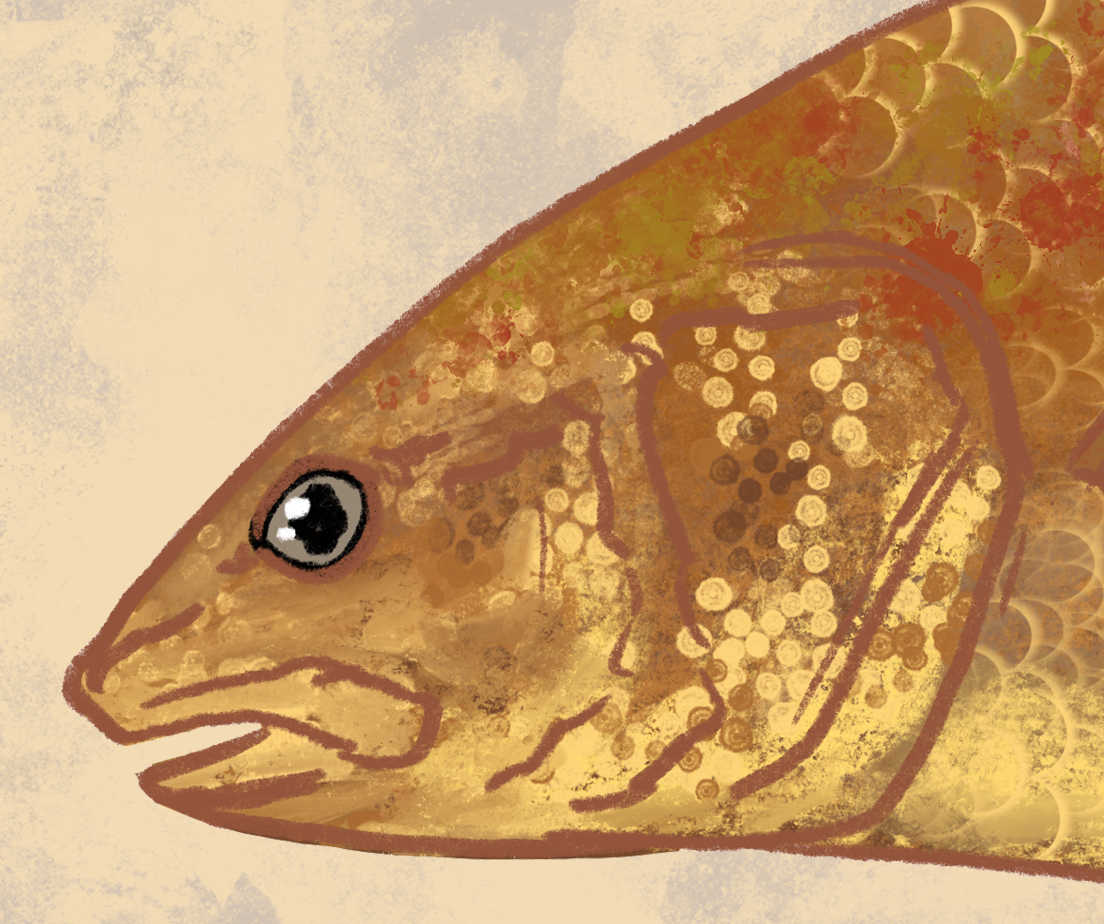Naturalist Redfish Red Drum Fine Art Print 12" x 18"