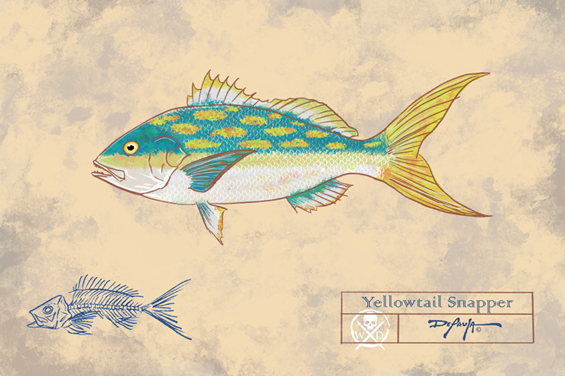 Naturalist Yellowtail Snapper Fine Art Print 12" x 18"