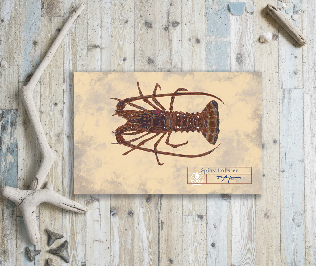 Naturalist Spiny Lobster Fine Art Print 12" x 18"