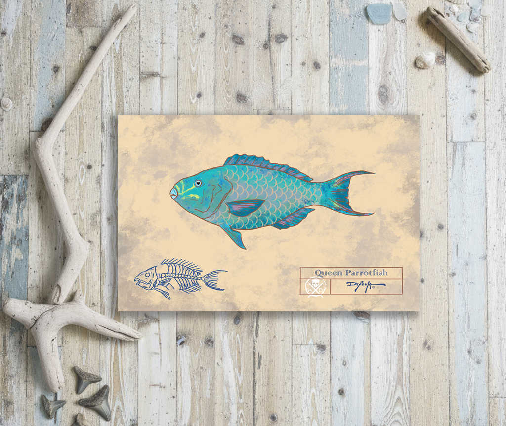 Naturalist Queen Parrot fish Fine Art Print 12" x 18"