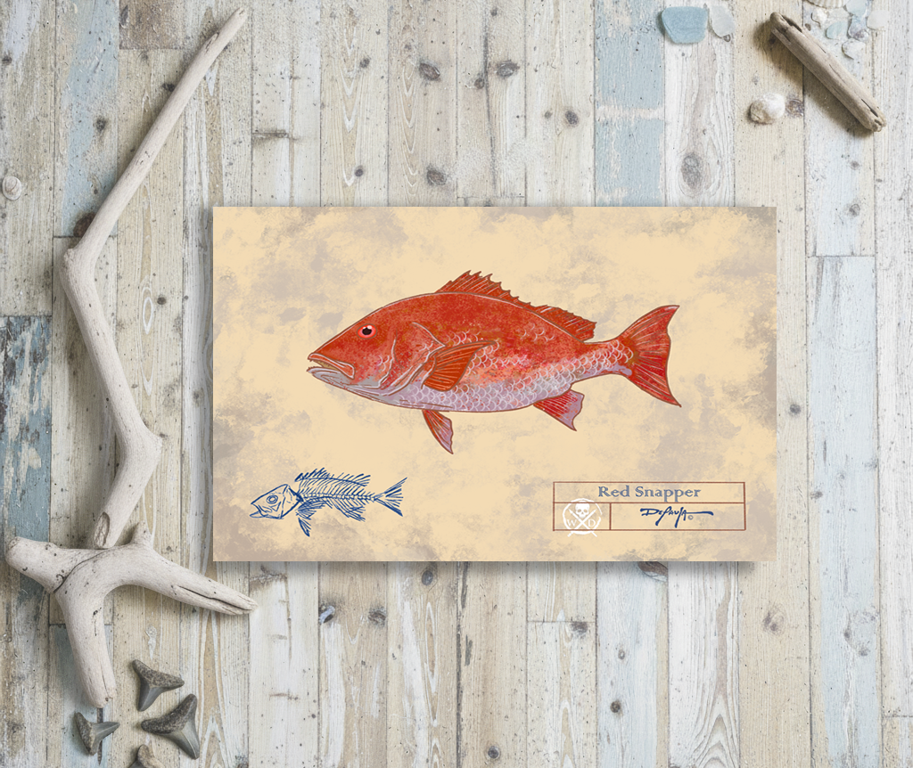 Naturalist Red Snapper Fine Art Print 12" x 18"