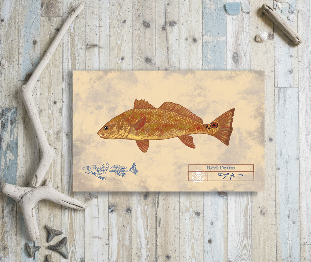 Naturalist Redfish Red Drum Fine Art Print 12" x 18"