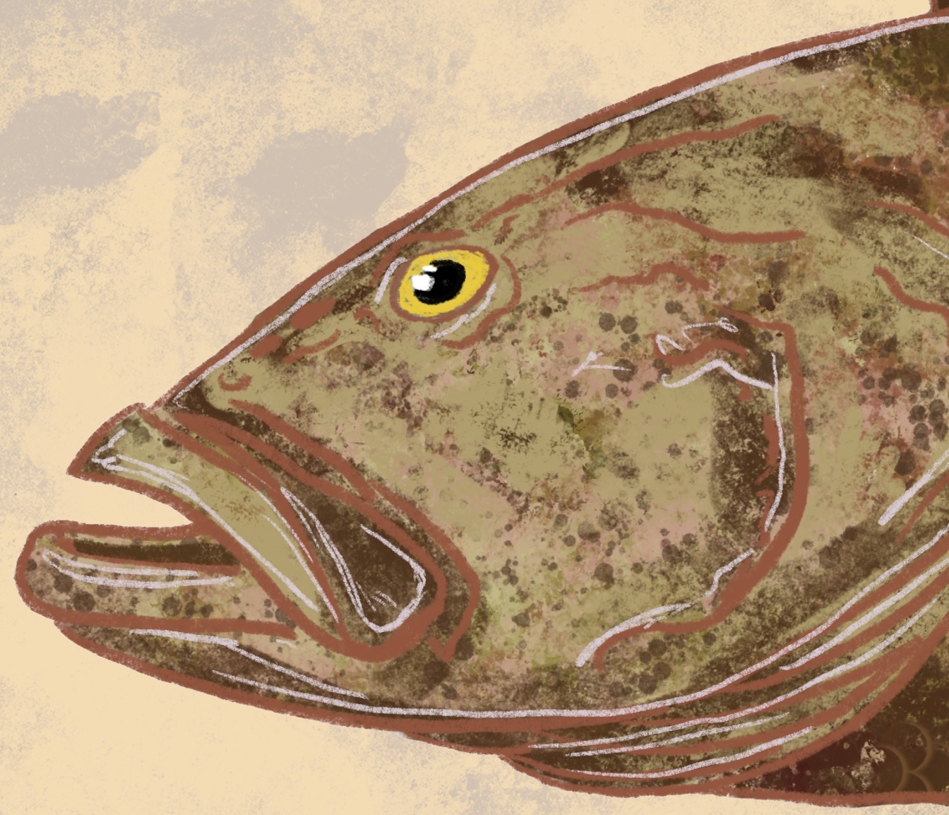 Naturalist Grouper Fine Art Print 12" x 18"