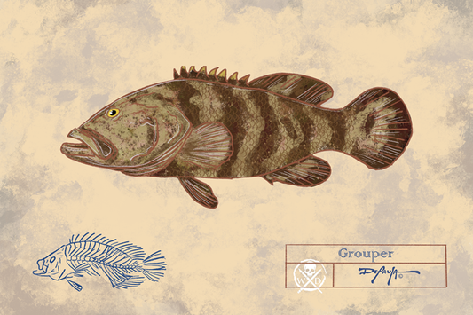 Naturalist Grouper Fine Art Print 12" x 18"