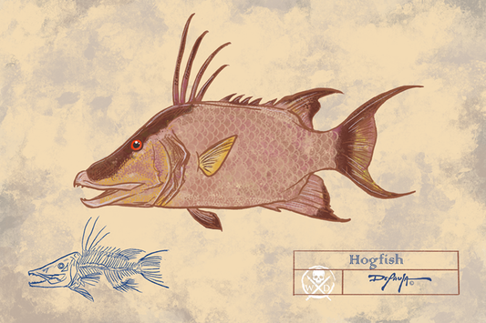 Naturalist Hogfish Snapper Fine Art Print 12" x 18"