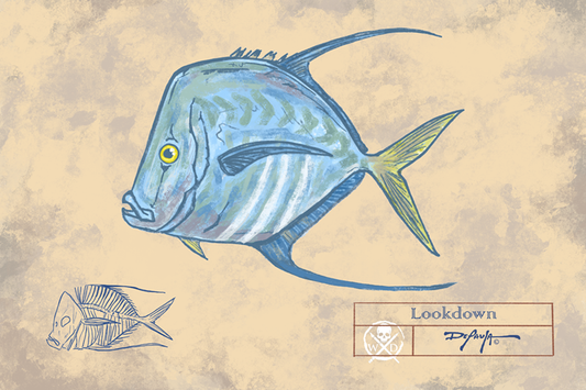 Naturalist Lookdown Fish Fine Art Print 12" x 18"