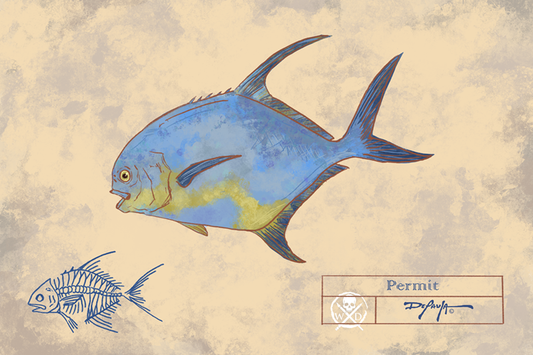 Naturalist Permit Fish Fine Art Print 12" x 18"