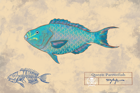 Naturalist Queen Parrot fish Fine Art Print 12" x 18"