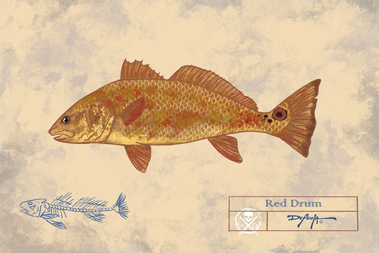 Naturalist Redfish Red Drum Fine Art Print 12" x 18"