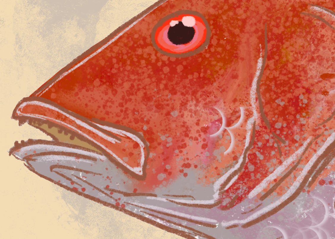 Naturalist Red Snapper Fine Art Print 12" x 18"
