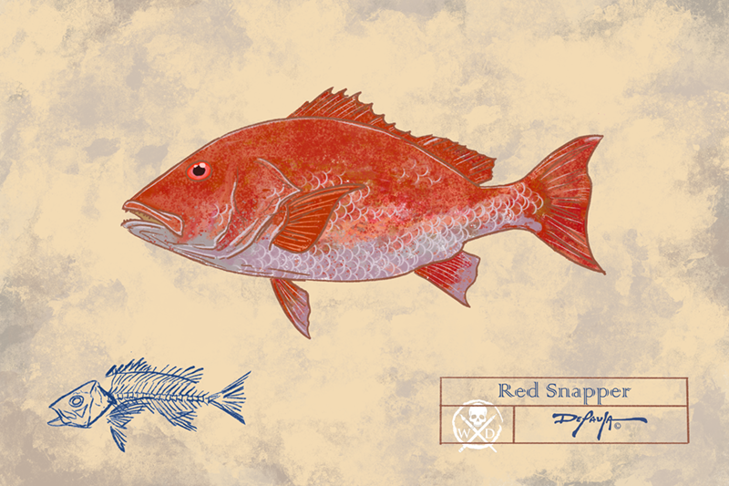 Naturalist Red Snapper Fine Art Print 12" x 18"