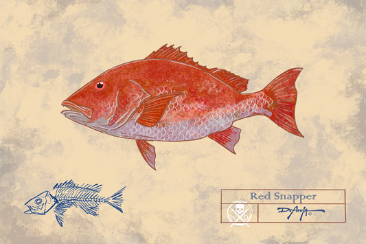 Naturalist Red Snapper Fine Art Print 12" x 18"