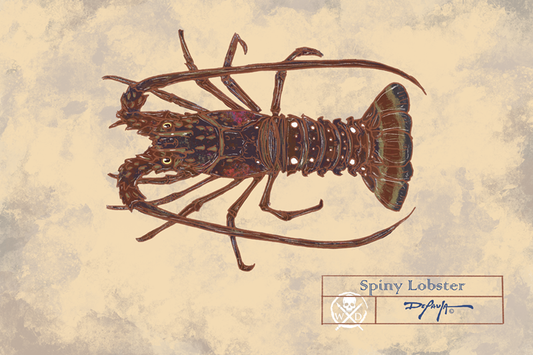 Naturalist Spiny Lobster Fine Art Print 12" x 18"