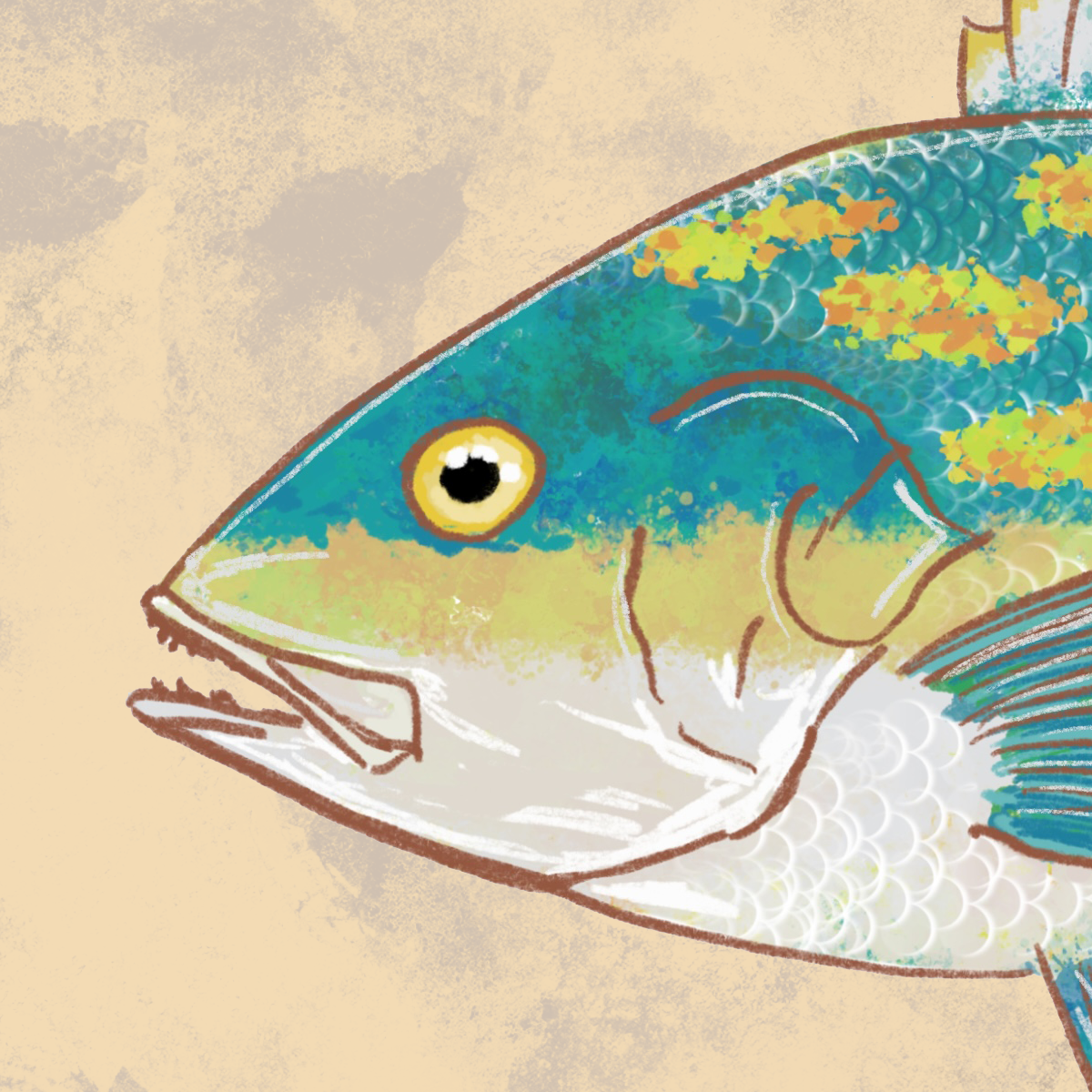 Naturalist Yellowtail Snapper Fine Art Print 12" x 18"