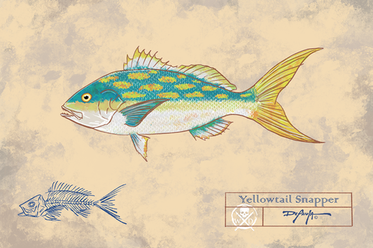 Naturalist Yellowtail Snapper Fine Art Print 12" x 18"