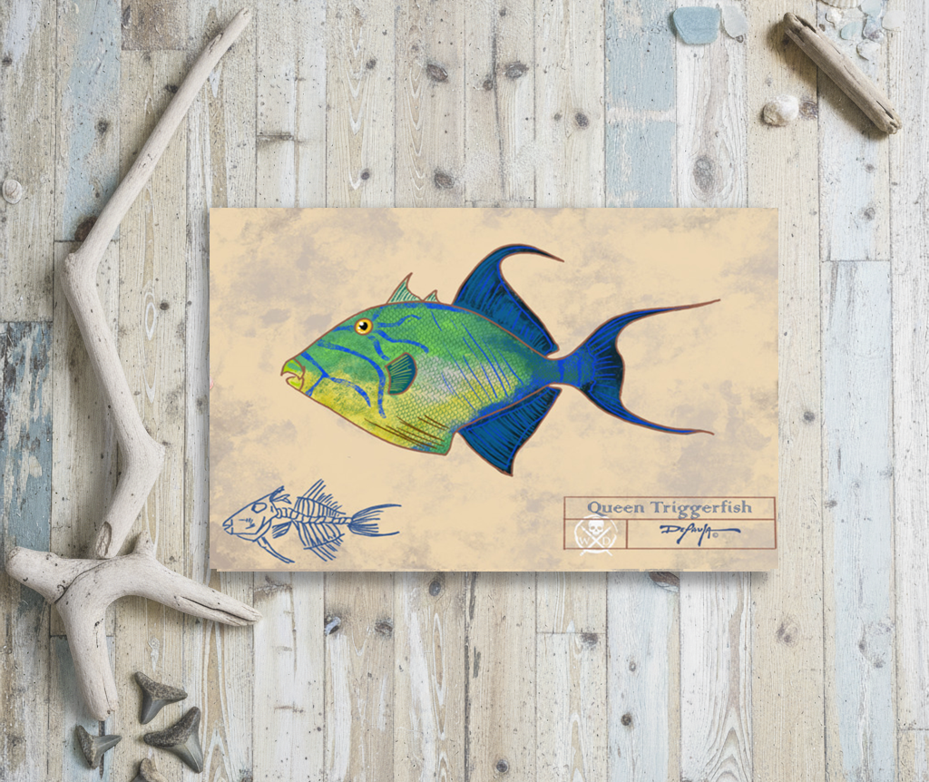 Naturalist Queen Triggerfish  Fine Art Print 12" x 18"