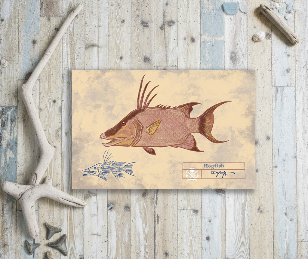 Naturalist Hogfish Snapper Fine Art Print 12" x 18"