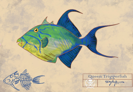 Naturalist Queen Triggerfish  Fine Art Print 12" x 18"