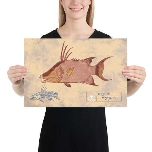 Naturalist Hogfish Fine Art Print