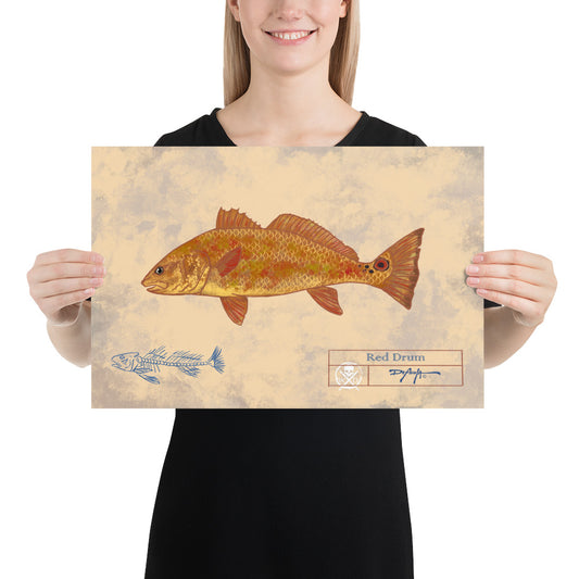 Naturalist Redfish Red Drum Fine Art Print