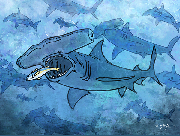 Hammerhead Shark School Fine Art Canvas Print