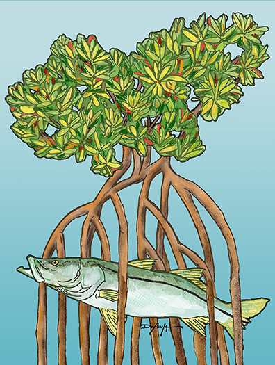 Snook in the Mangroves Fine Fish Art Canvas Print